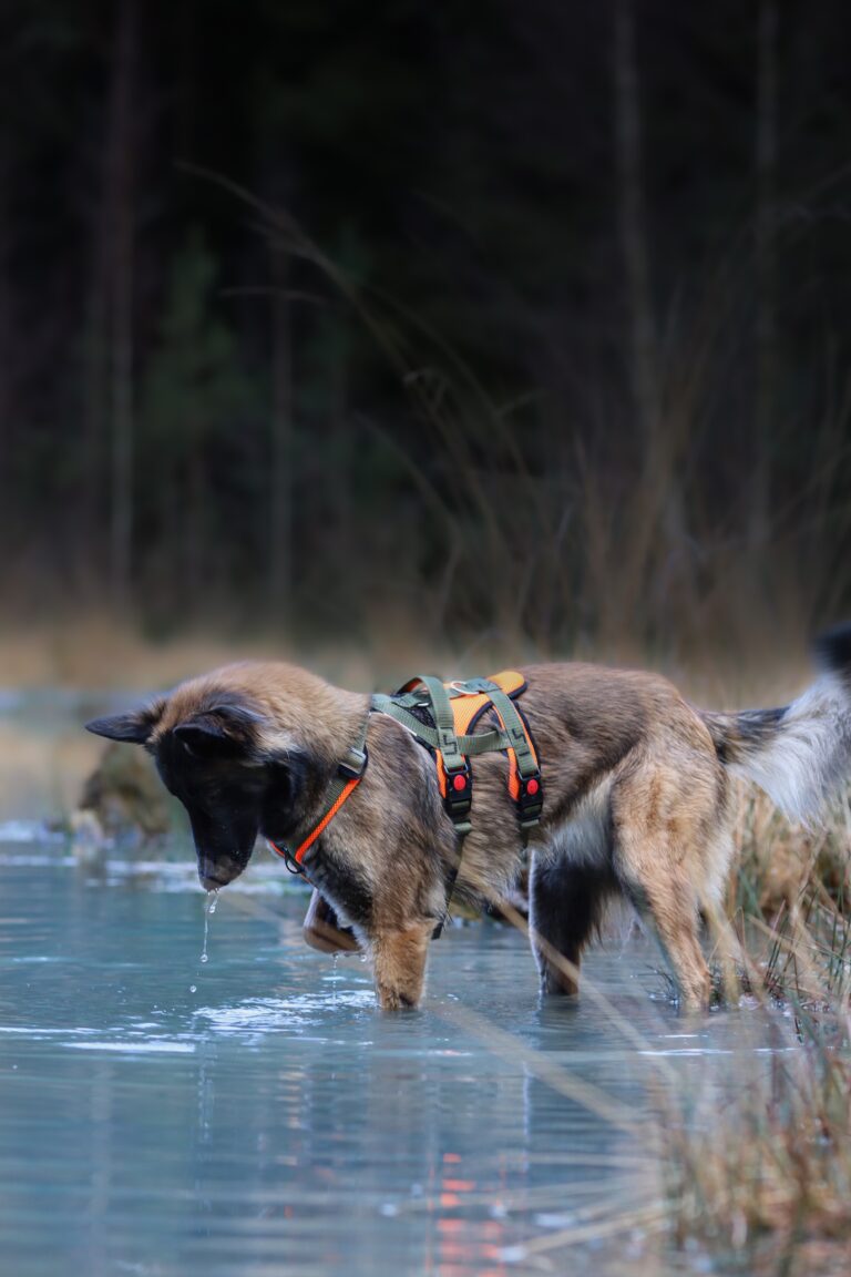 Sledwork - Open Range Harness – Adventure