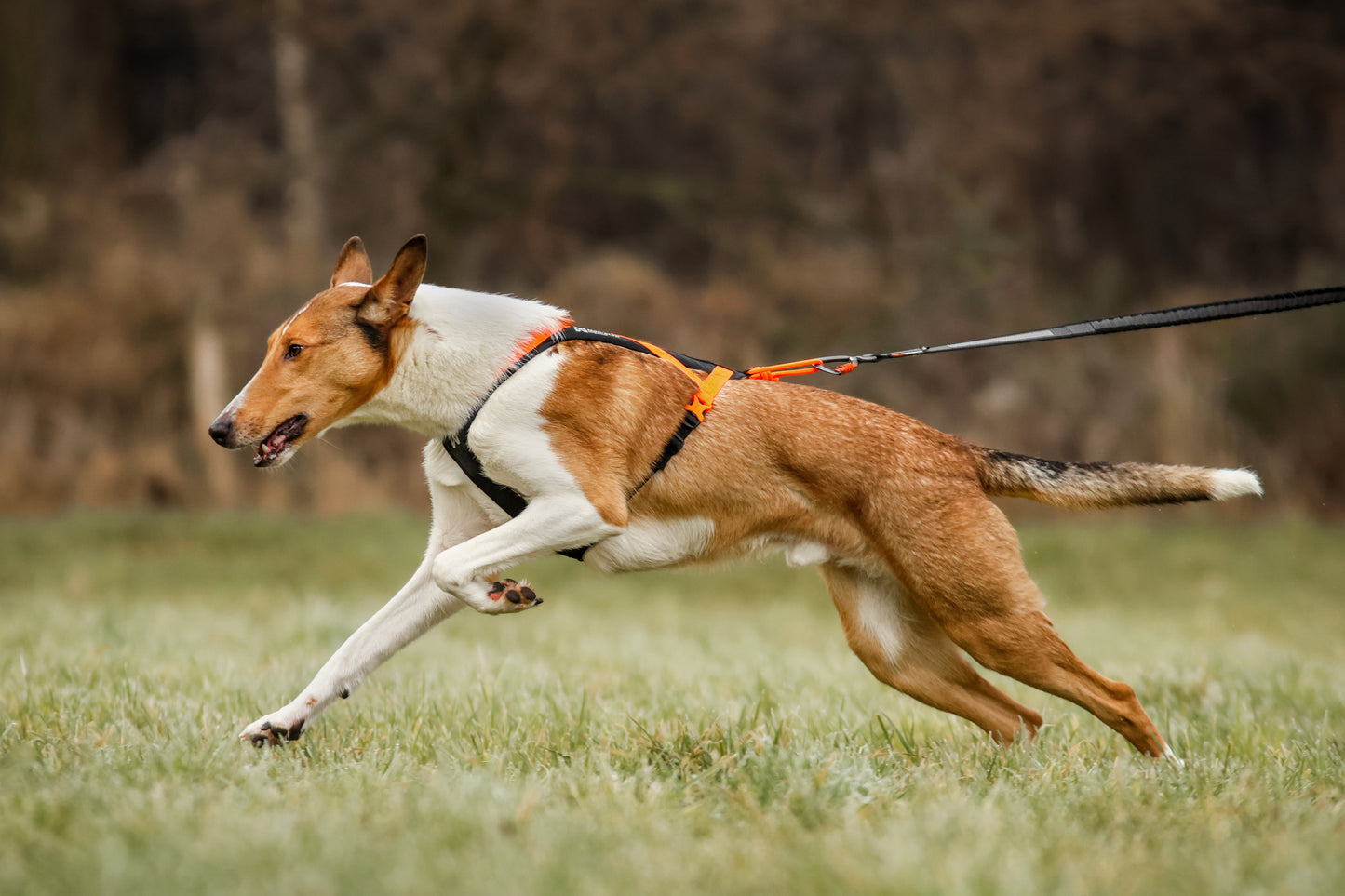 Non-stop dogwear - Rush harness