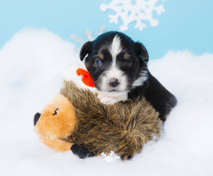 ZippyPaws Feiertags-Igel - Weihnachts-Hundespielzeug