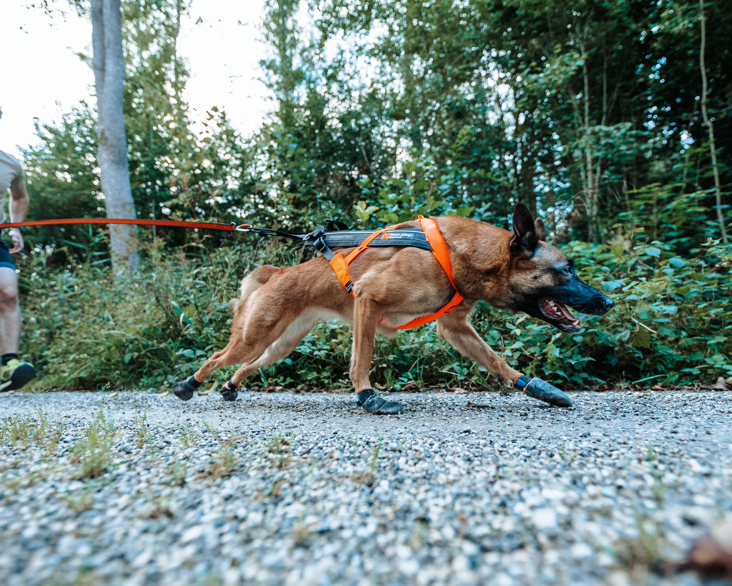 Non-stop dogwear - Freemotion harness 5.0