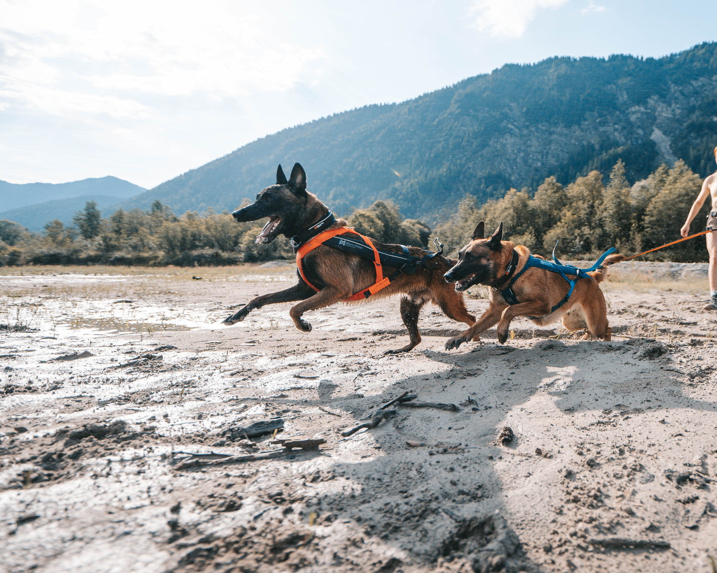 Non-stop dogwear - Freemotion harness 5.0