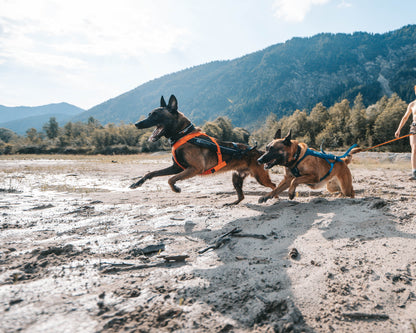 Non-stop dogwear - Freemotion harness 5.0