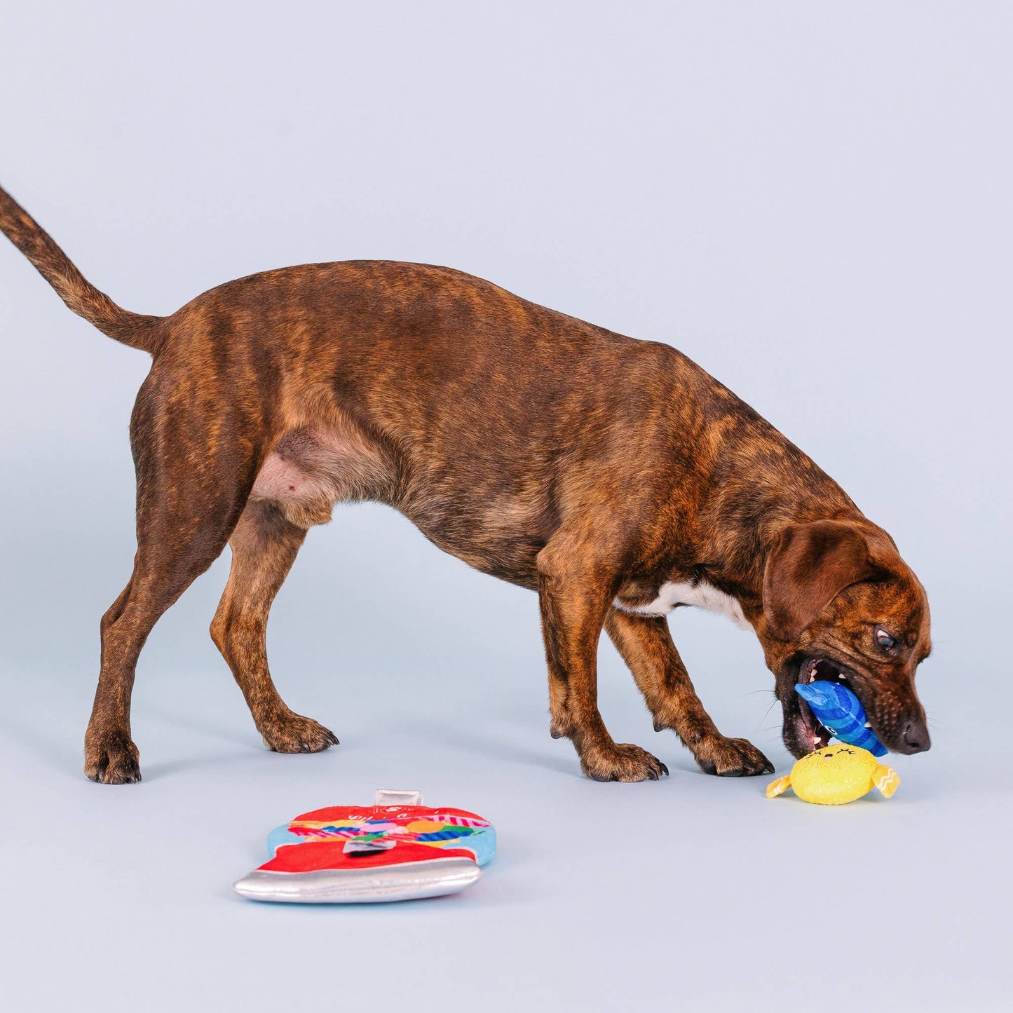 Fringe - Sweet Surprise - Hundespielzeug-Set