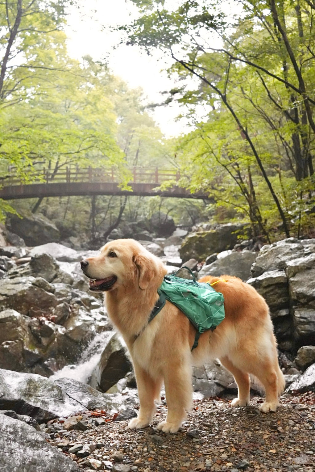 Non-stop dogwear - Dog Backpack Trail Light