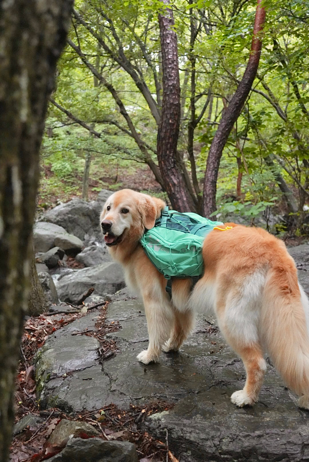 Non-stop dogwear - Dog Backpack Trail Light