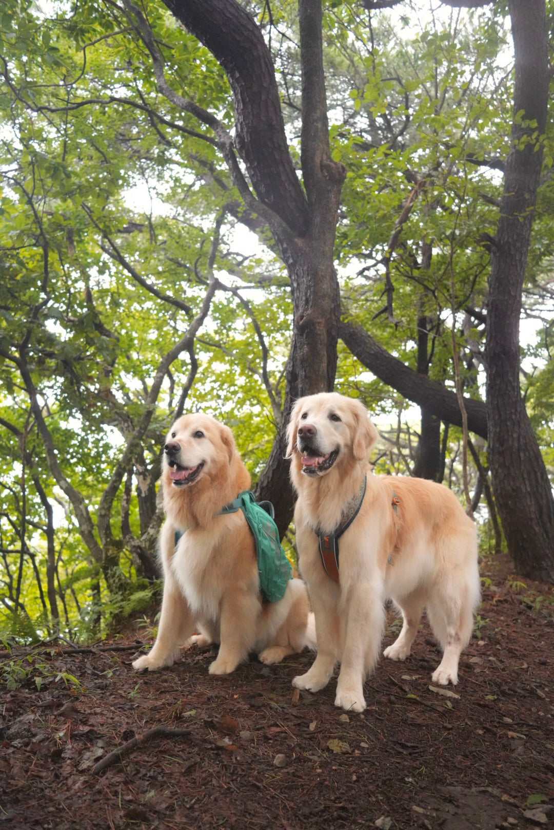 Non-stop dogwear - Dog Backpack Trail Light