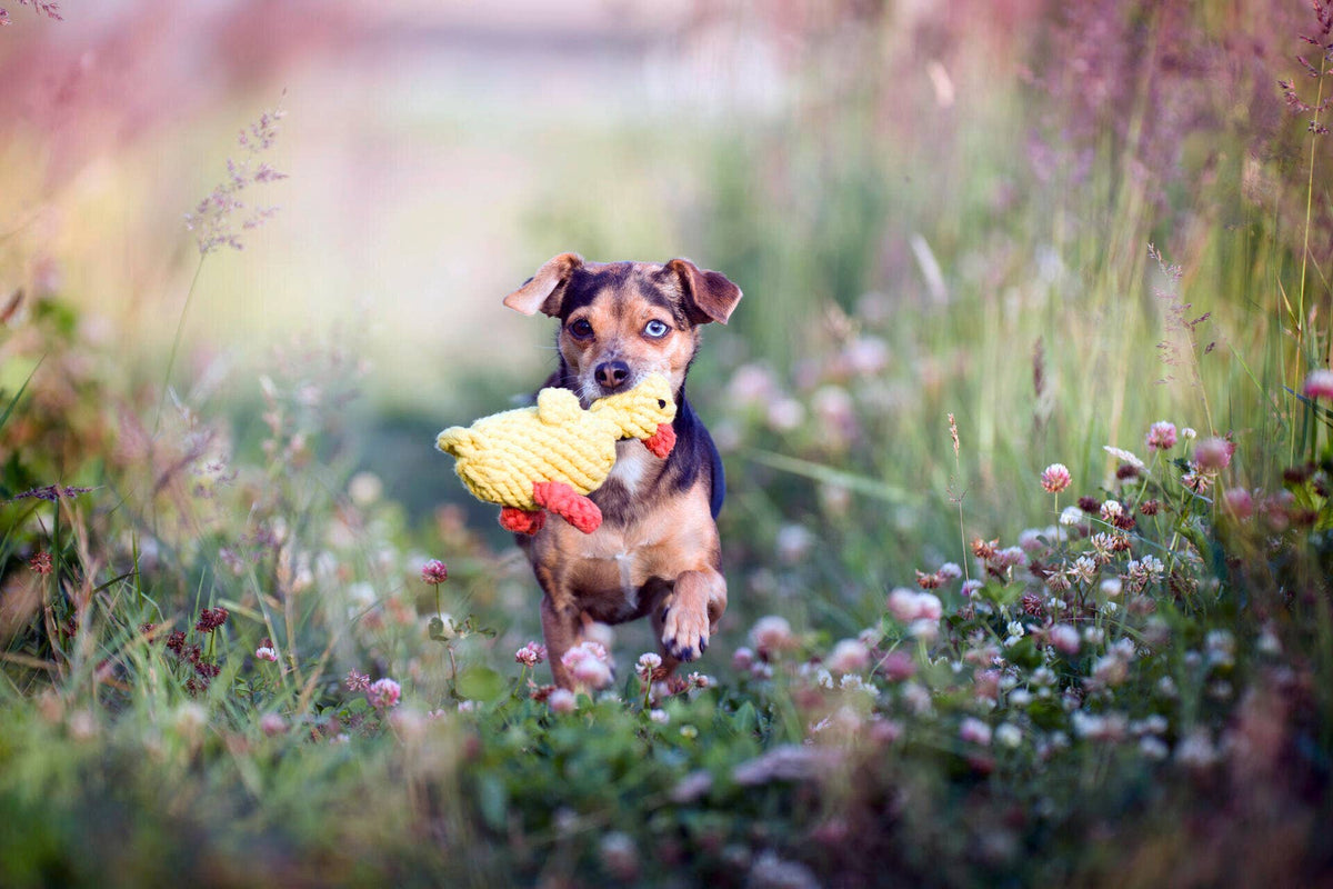 LABONI Cotton Toy - EMMA DUCK