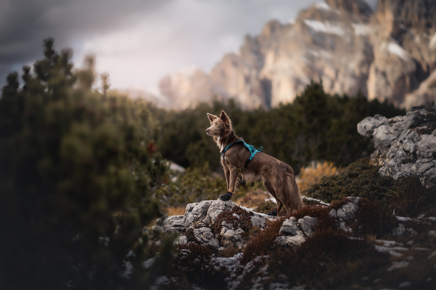 Non-stop dogwear - Rush harness