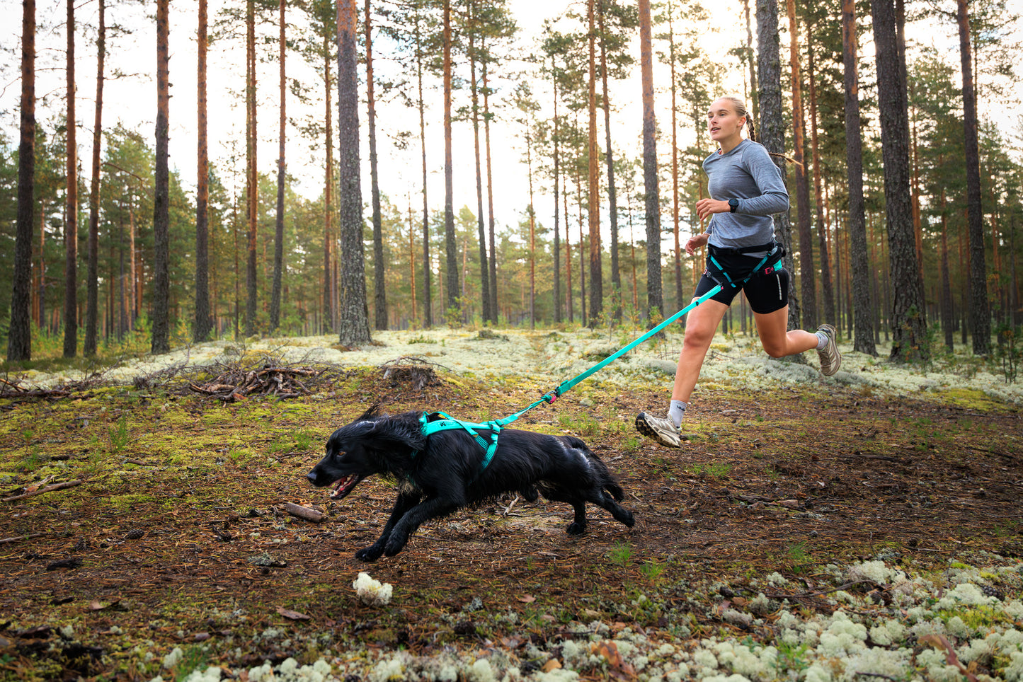 Non-stop dogwear - CaniX Belt 2.0