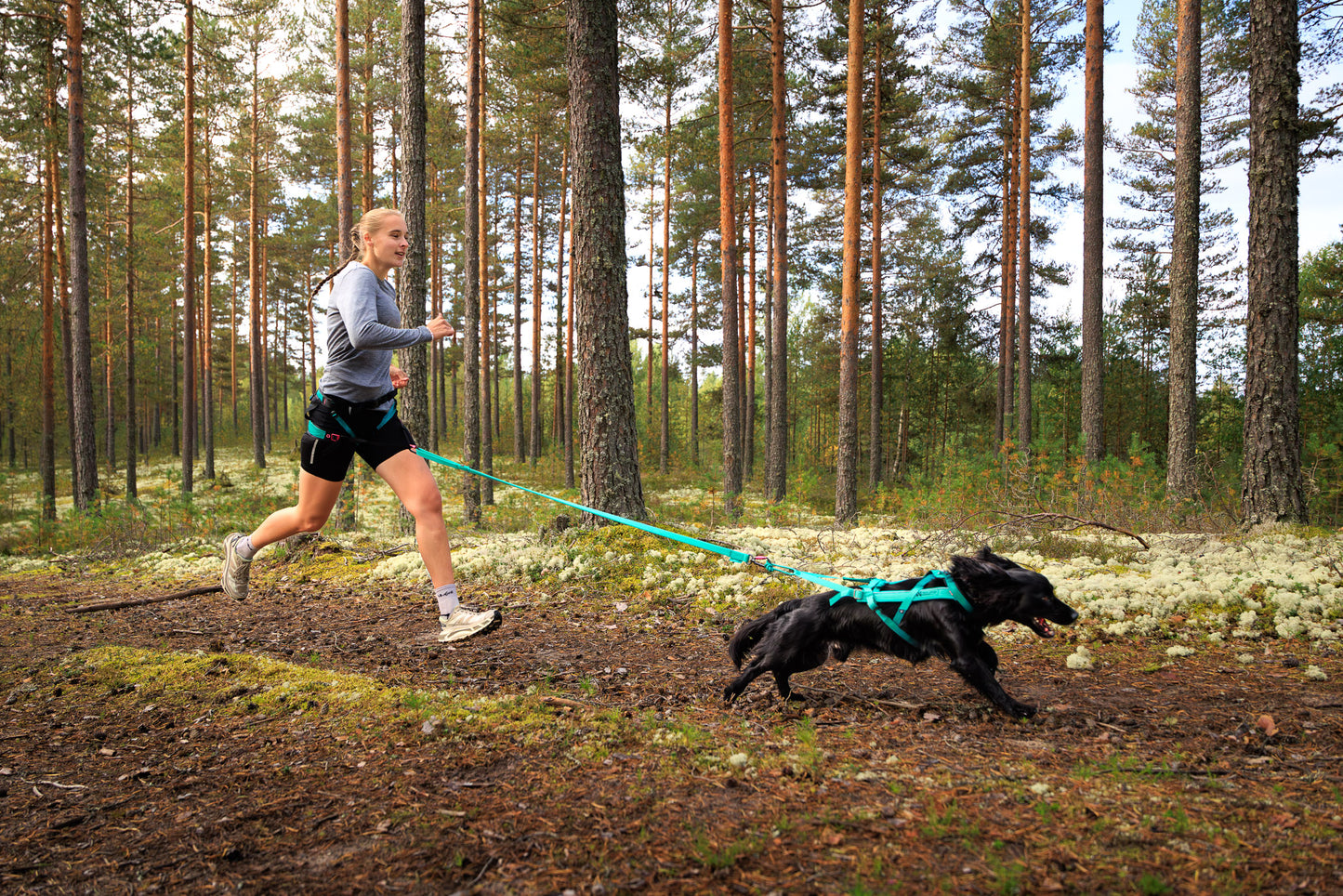 Non-stop dogwear - CaniX Belt 2.0