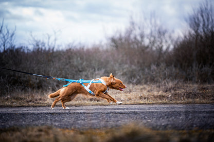 Non-stop dogwear - Freemotion harness 5.0