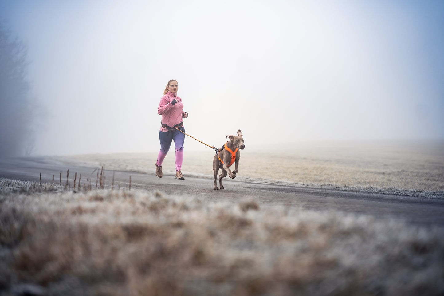 Non-stop dogwear - Freemotion harness 5.0