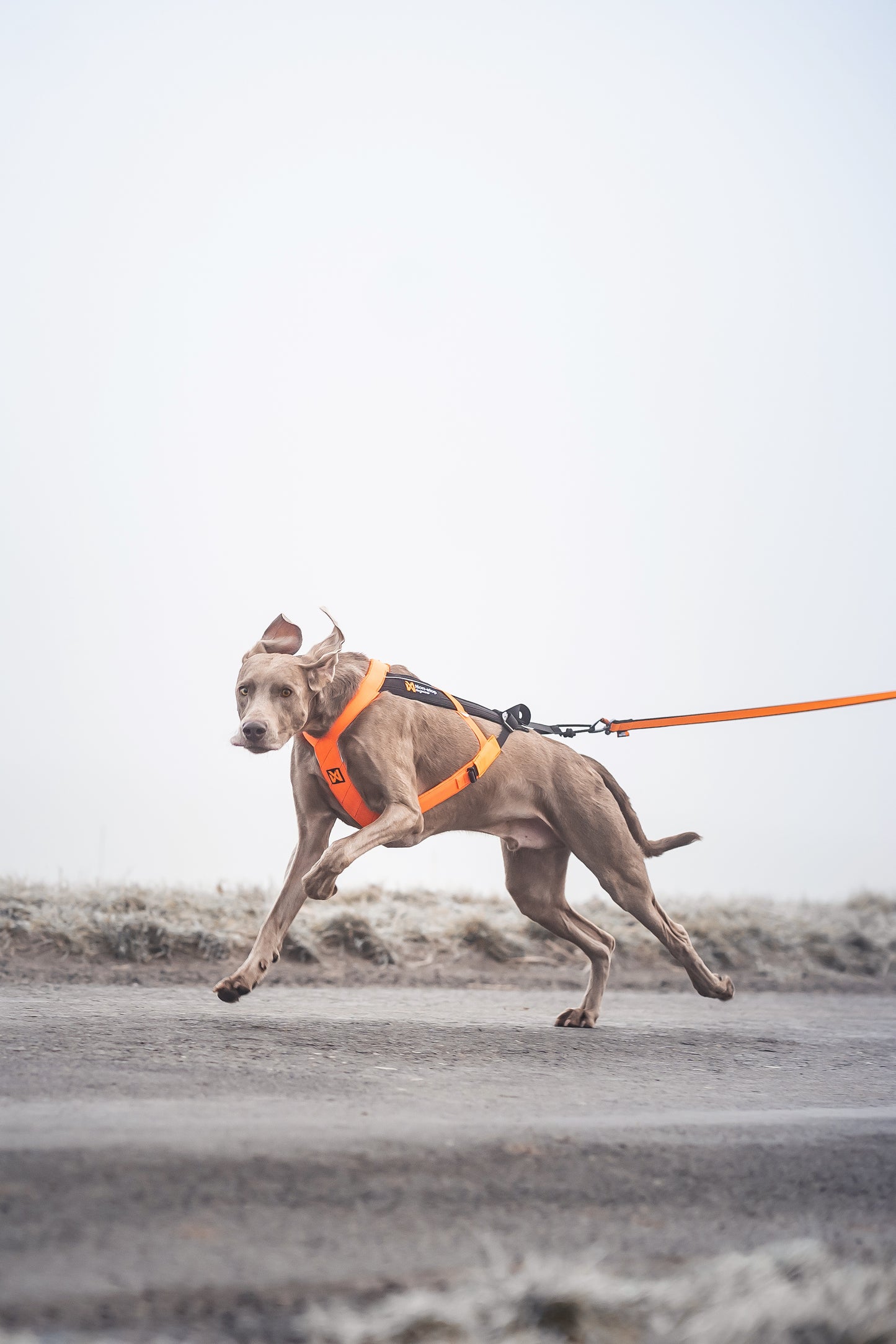 Non-stop dogwear - Freemotion harness 5.0