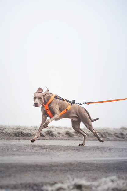 Non-stop dogwear - Freemotion harness 5.0