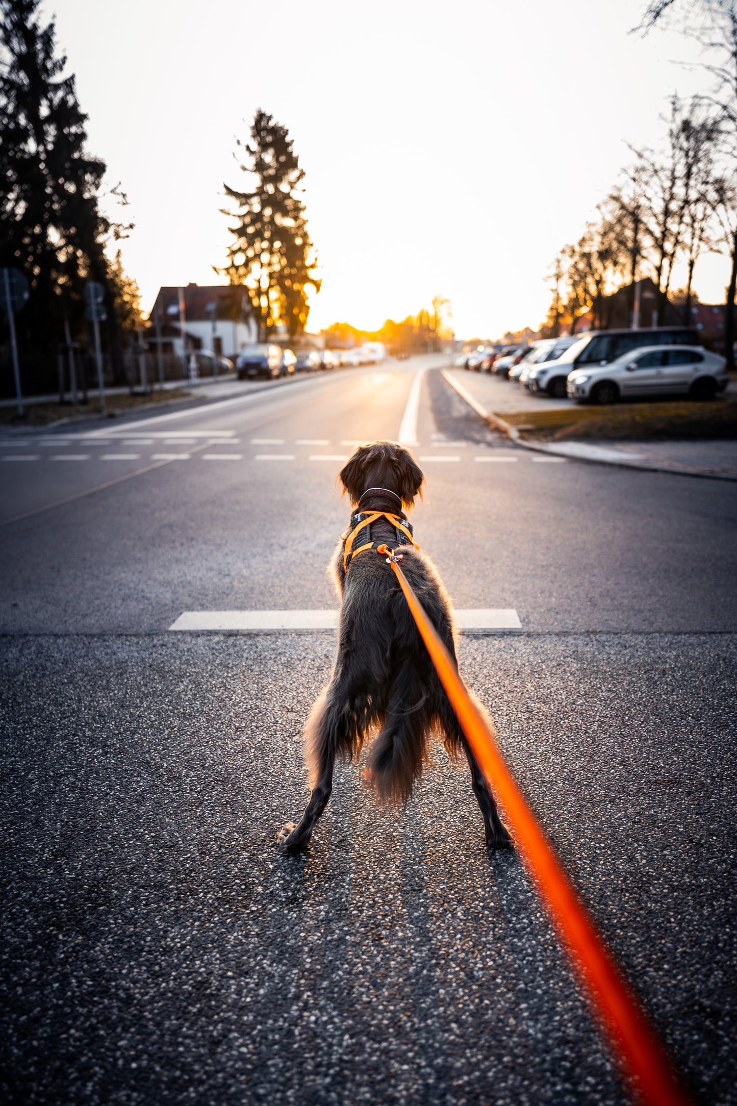 Non-stop dogwear - Rush harness