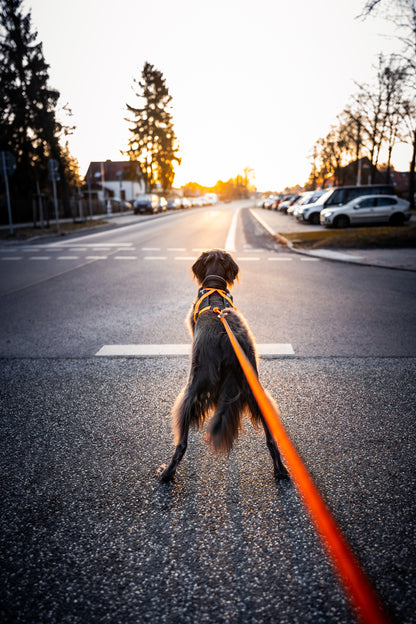Non-stop dogwear - Rush harness