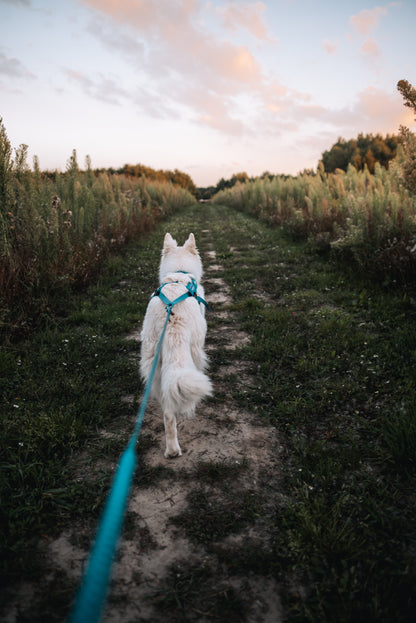 Non-stop dogwear - Freemotion harness 5.0
