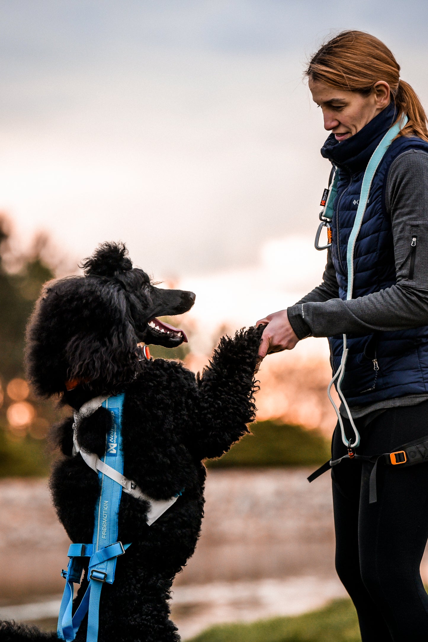 Non-stop dogwear - Freemotion harness 5.0