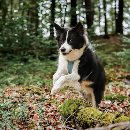 AnnyX Fun-Brustgeschirr Trendfarben - Wanderzeit