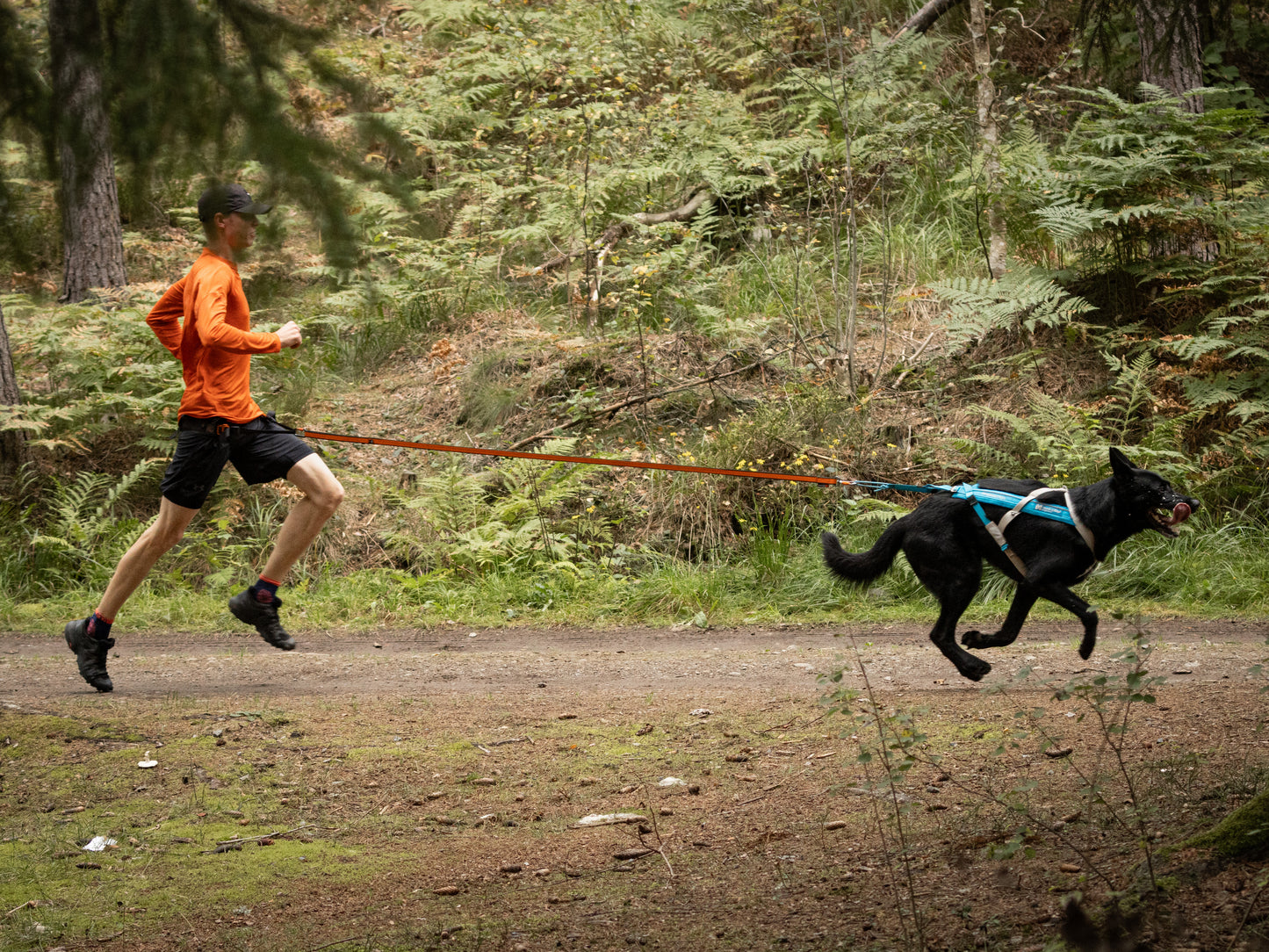 Non-stop dogwear - Freemotion harness 5.0