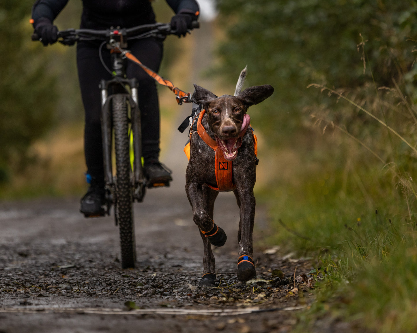 Non-stop dogwear - Freemotion harness 5.0