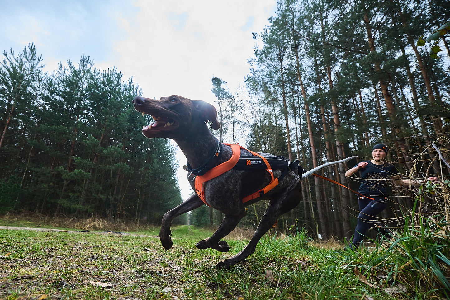 Non-stop dogwear - Freemotion harness 5.0