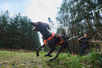 Non-stop dogwear - Freemotion harness 5.0