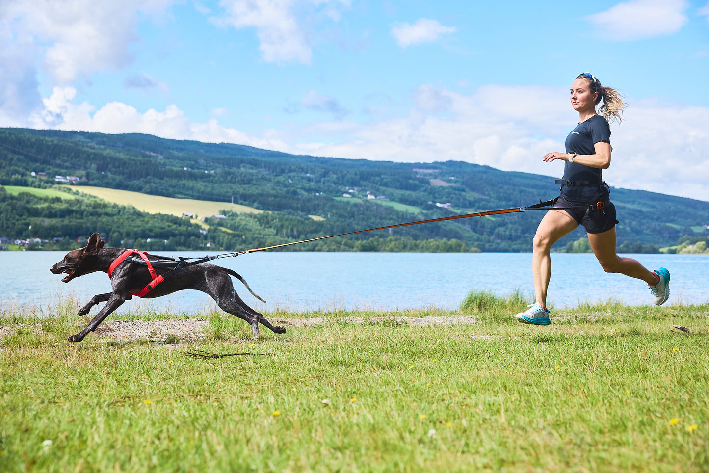 Non-stop dogwear - Freemotion harness 5.0