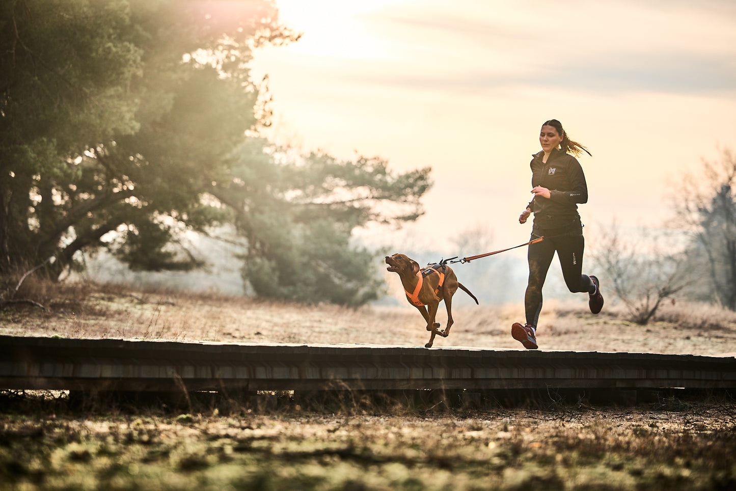 Non-stop dogwear - CaniX Belt 2.0