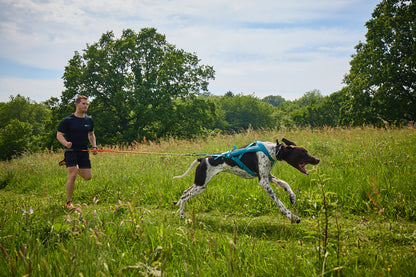 Non-stop dogwear - Freemotion harness 5.0