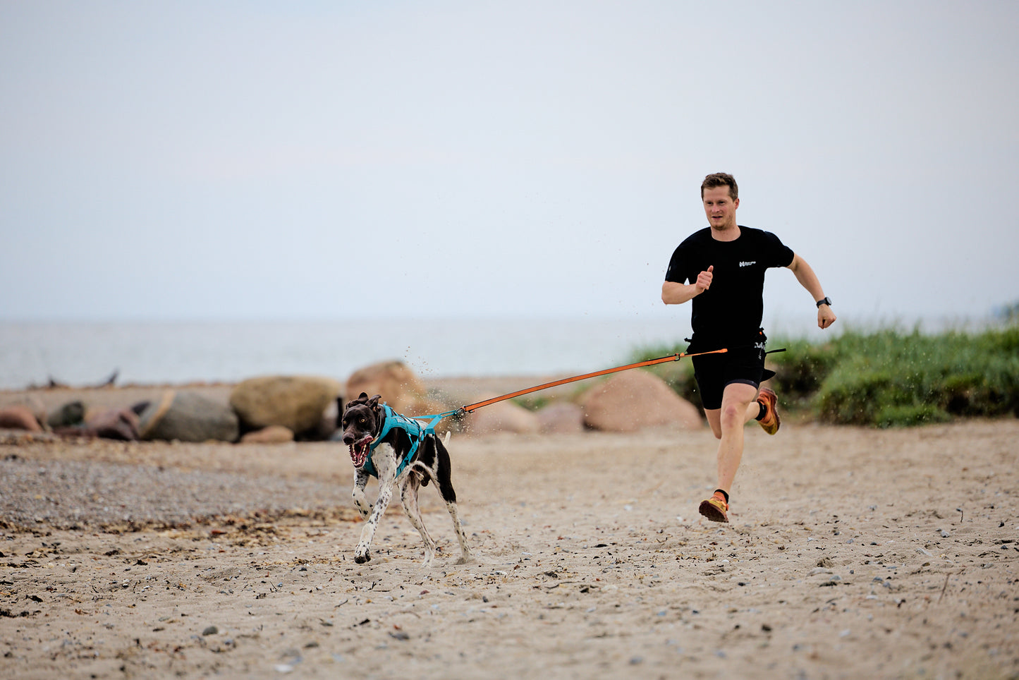 Non-stop dogwear - Freemotion harness 5.0