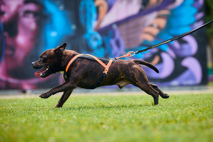Non-stop dogwear - Rush harness