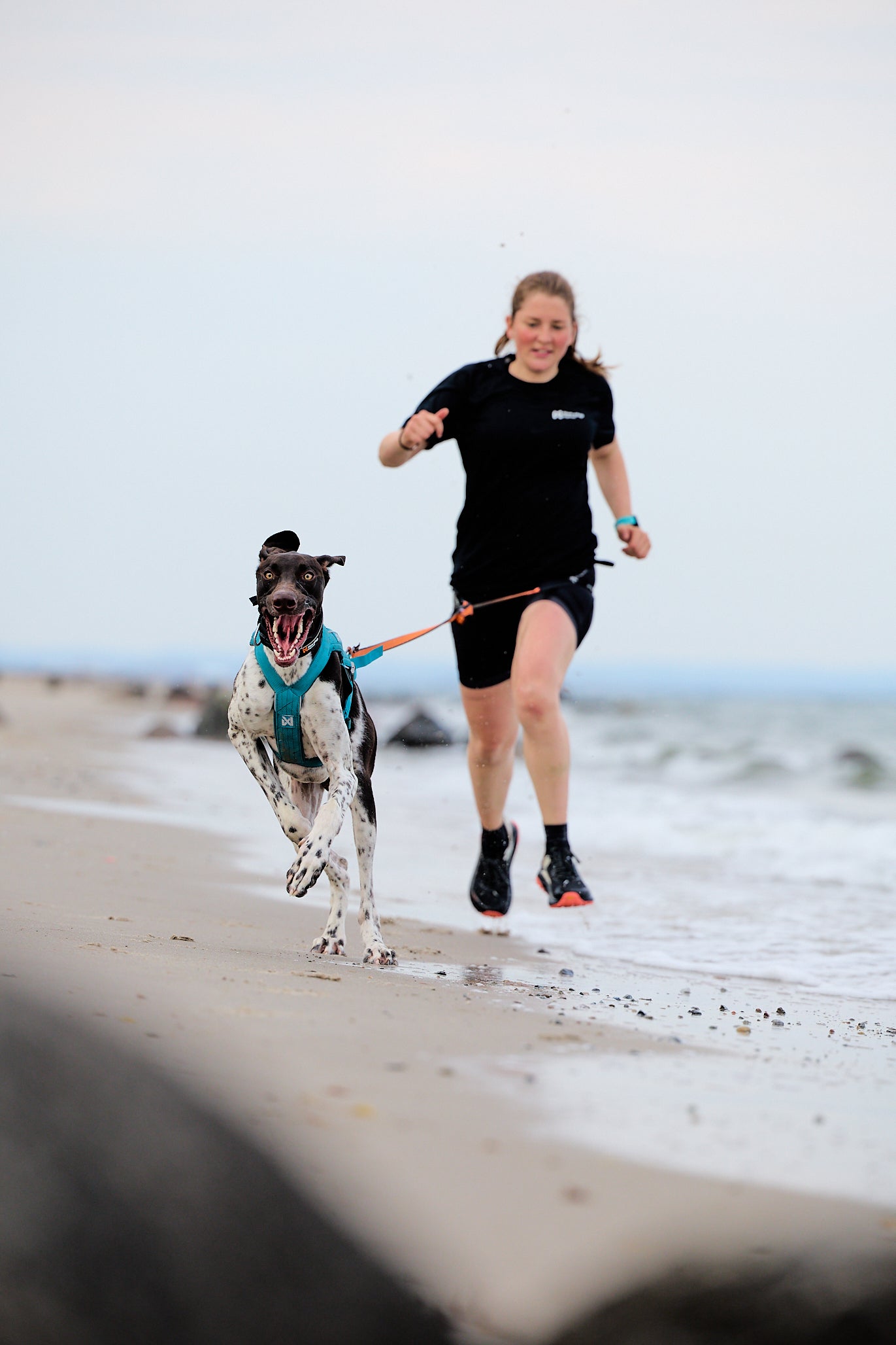 Non-stop dogwear - Freemotion harness 5.0