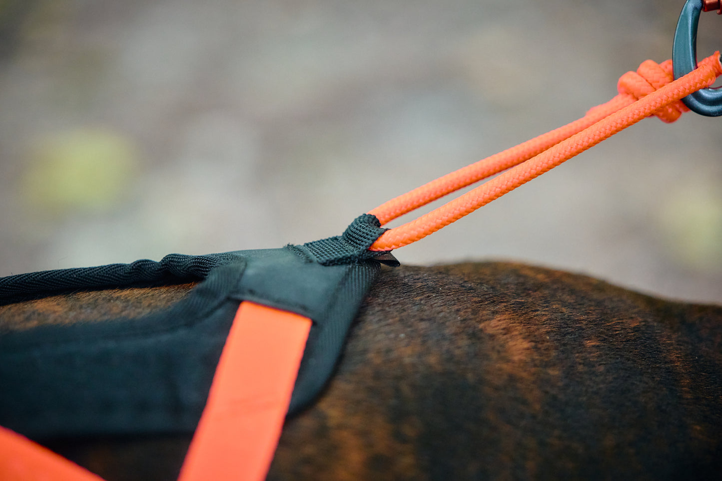 Non-stop dogwear - Rush harness