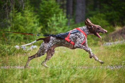 Non-stop dogwear - Freemotion harness 5.0