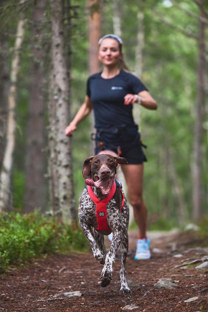 Non-stop dogwear - Freemotion harness 5.0