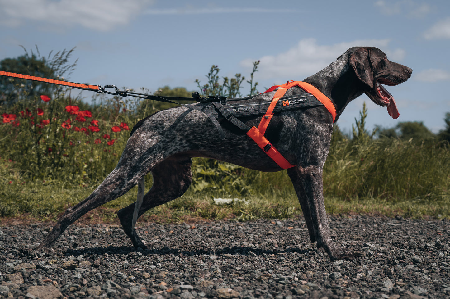 Non-stop dogwear - Freemotion harness 5.0