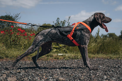 Non-stop dogwear - Freemotion harness 5.0