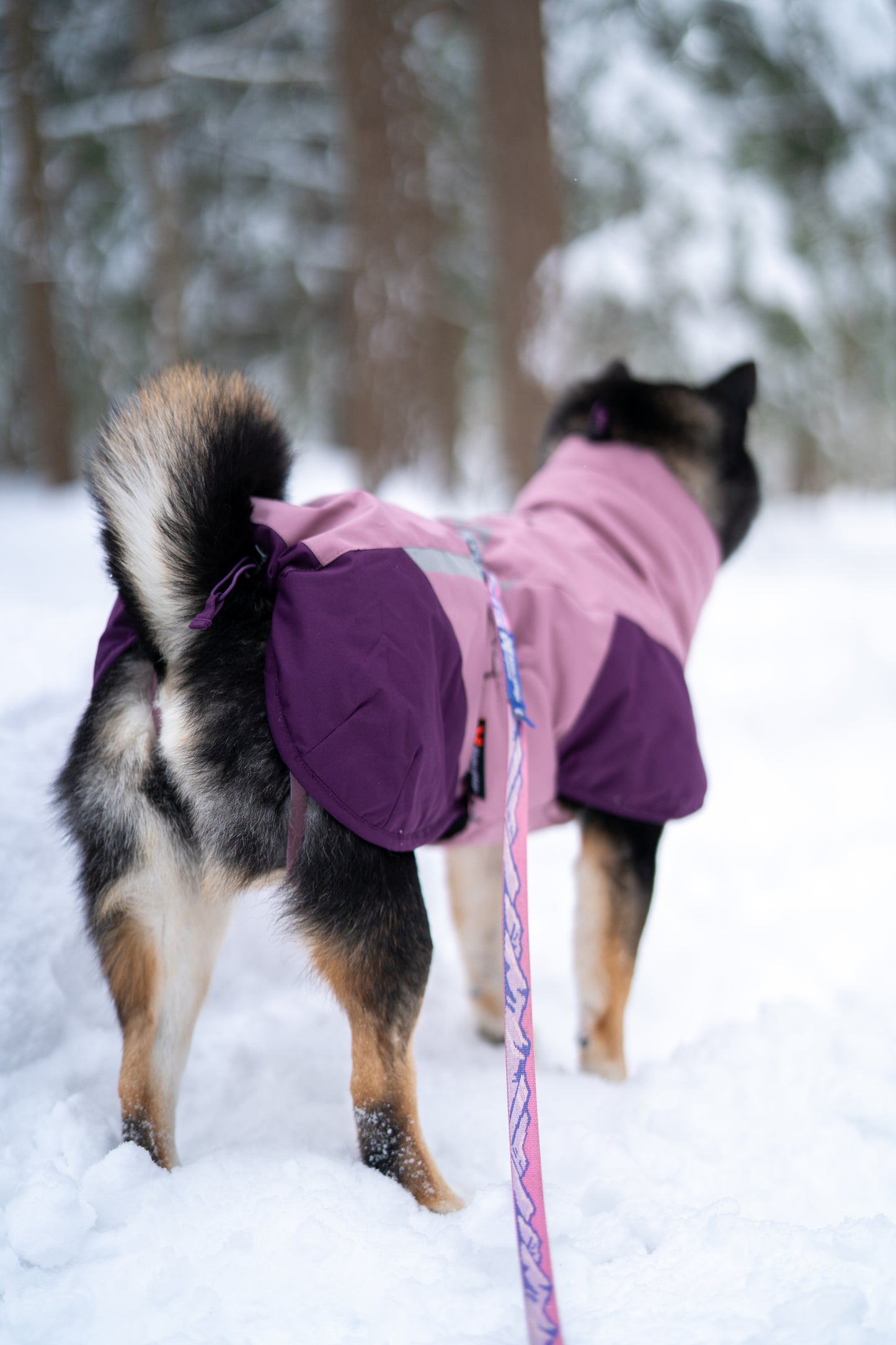 Non-stop dogwear - Glacier Dog Jacket 3.0