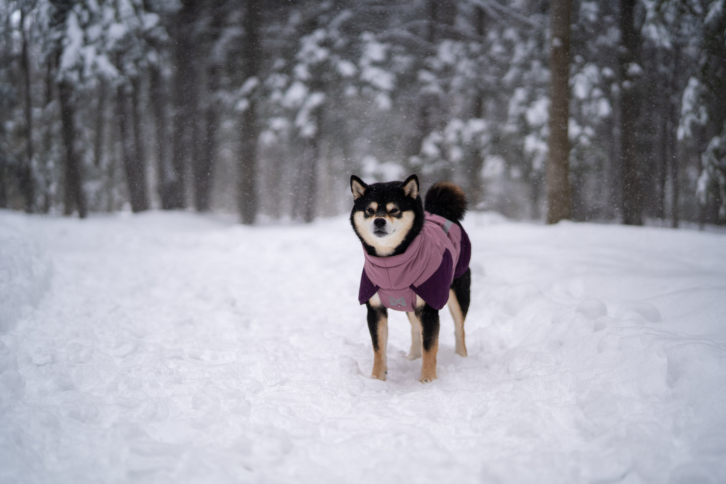 Non-stop dogwear - Glacier Dog Jacket 3.0