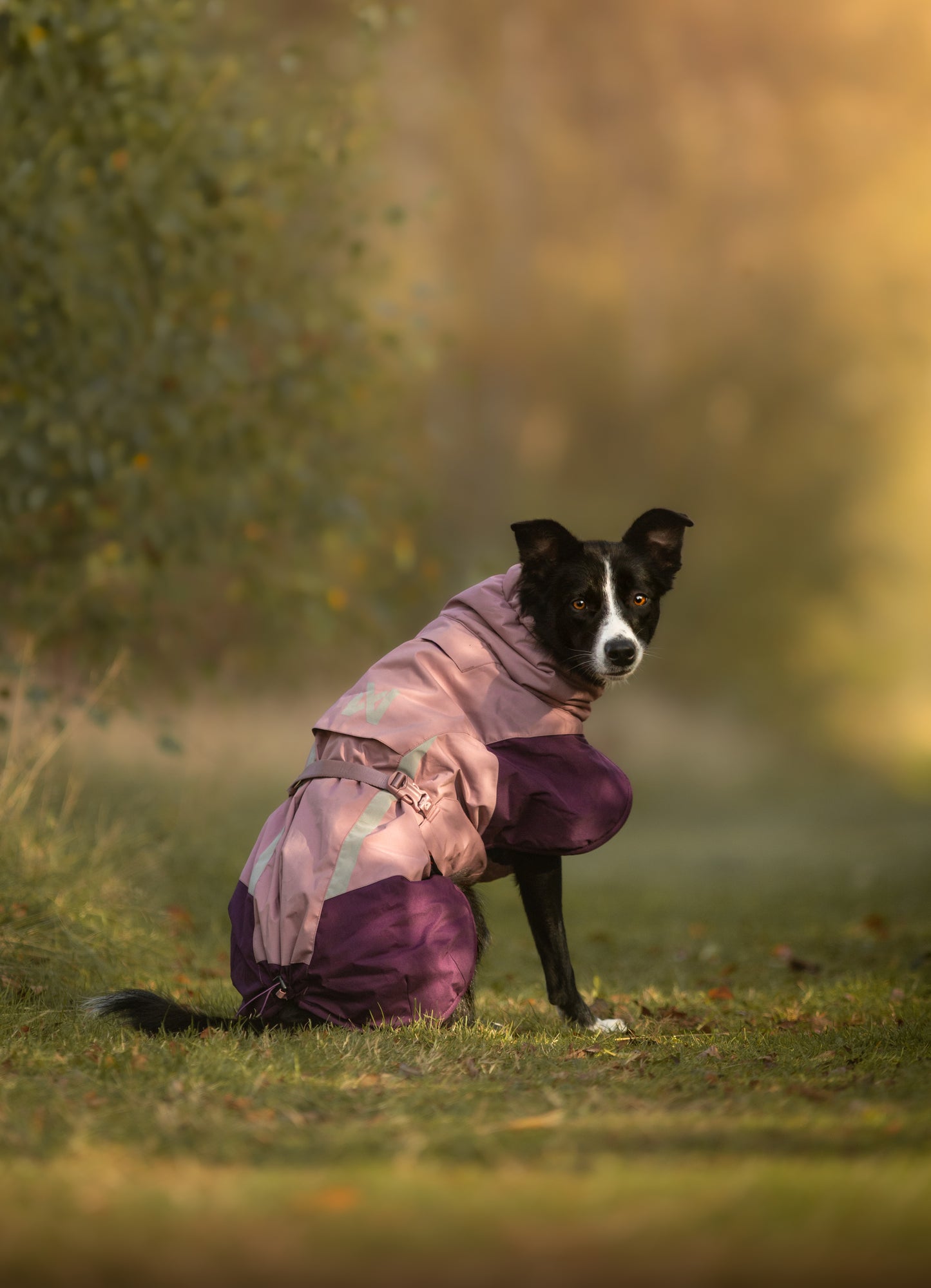 Non-stop dogwear - Glacier Dog Jacket 3.0