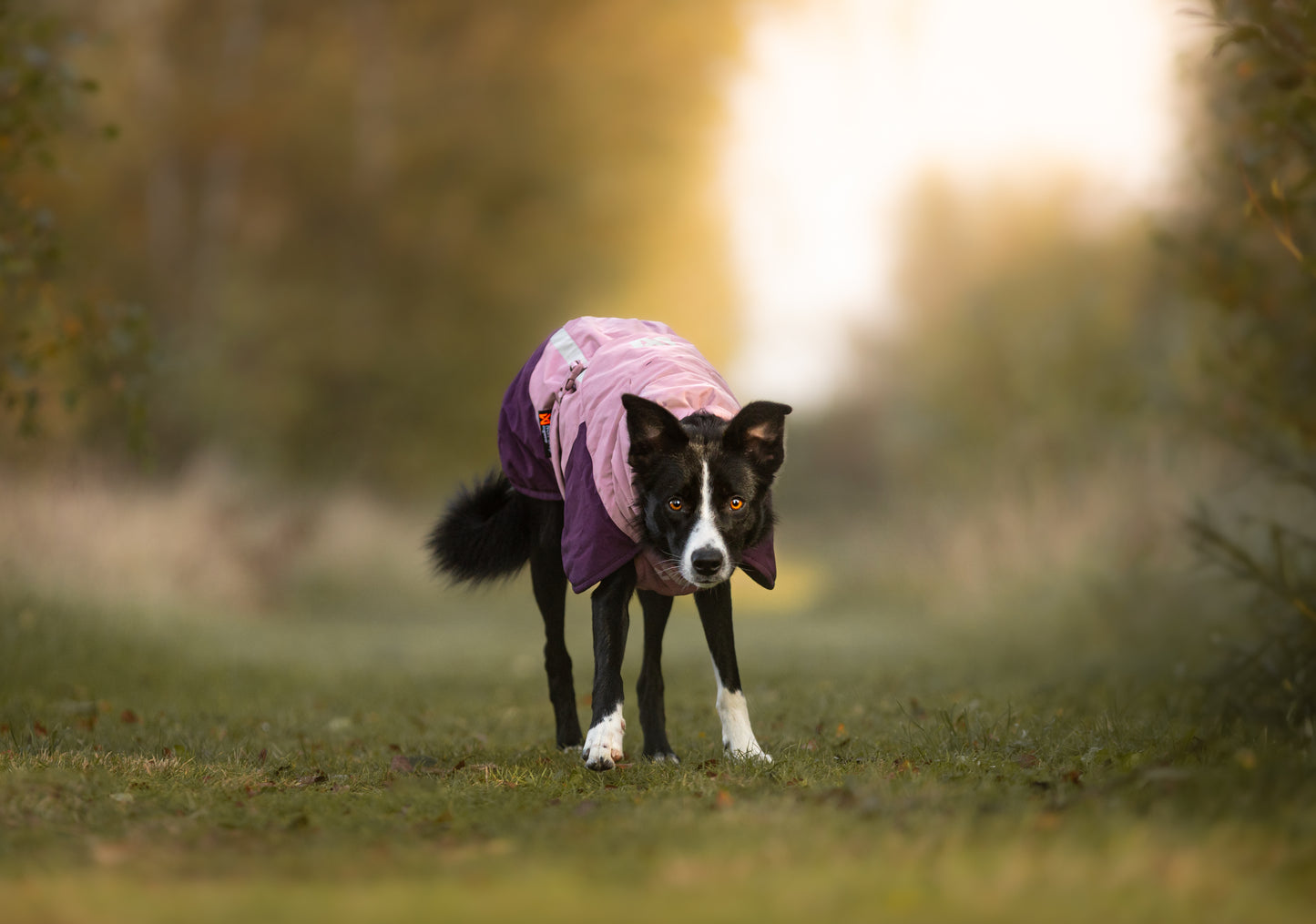 Non-stop dogwear - Glacier Dog Jacket 3.0