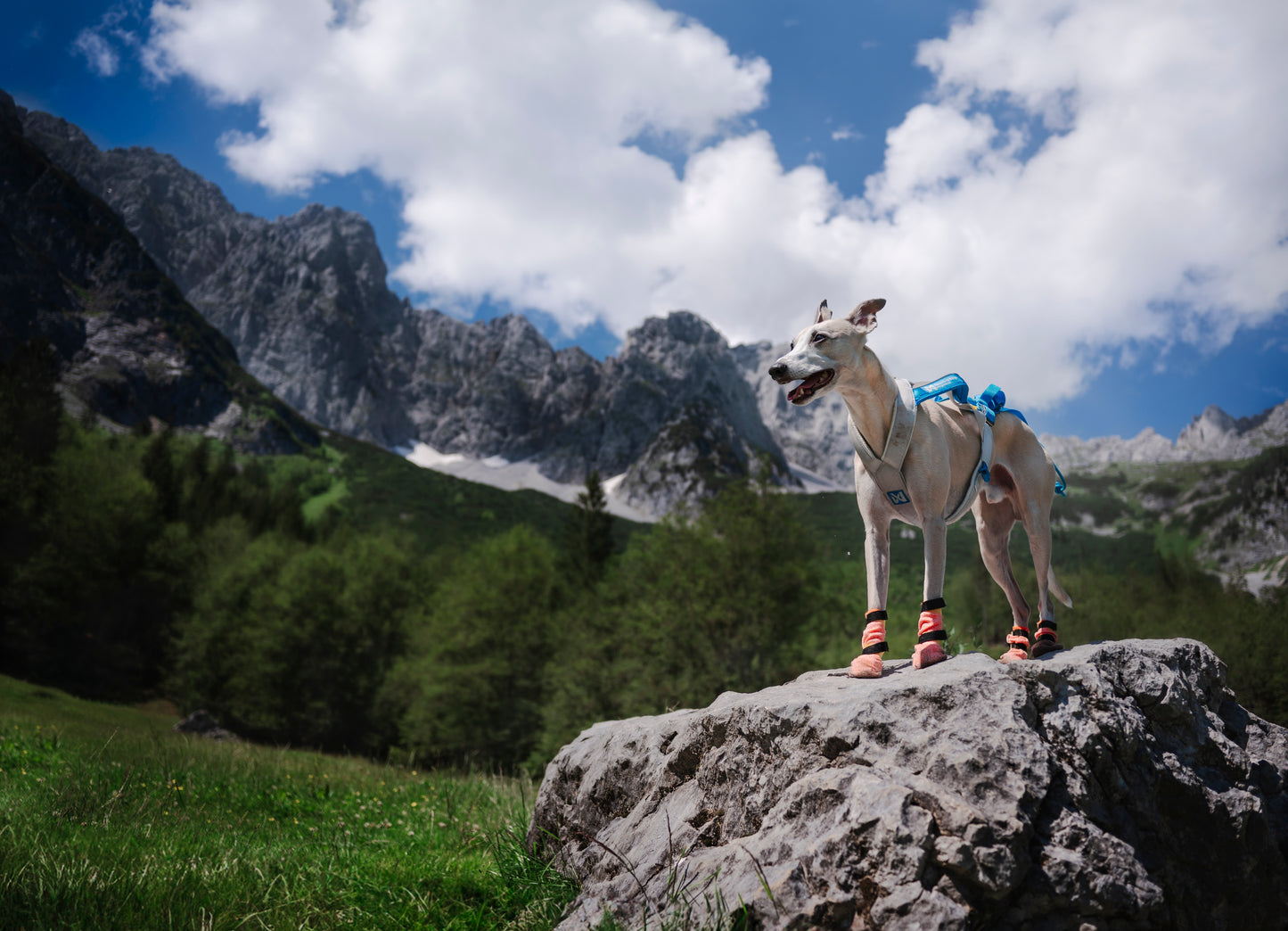 Non-stop dogwear - Freemotion harness 5.0
