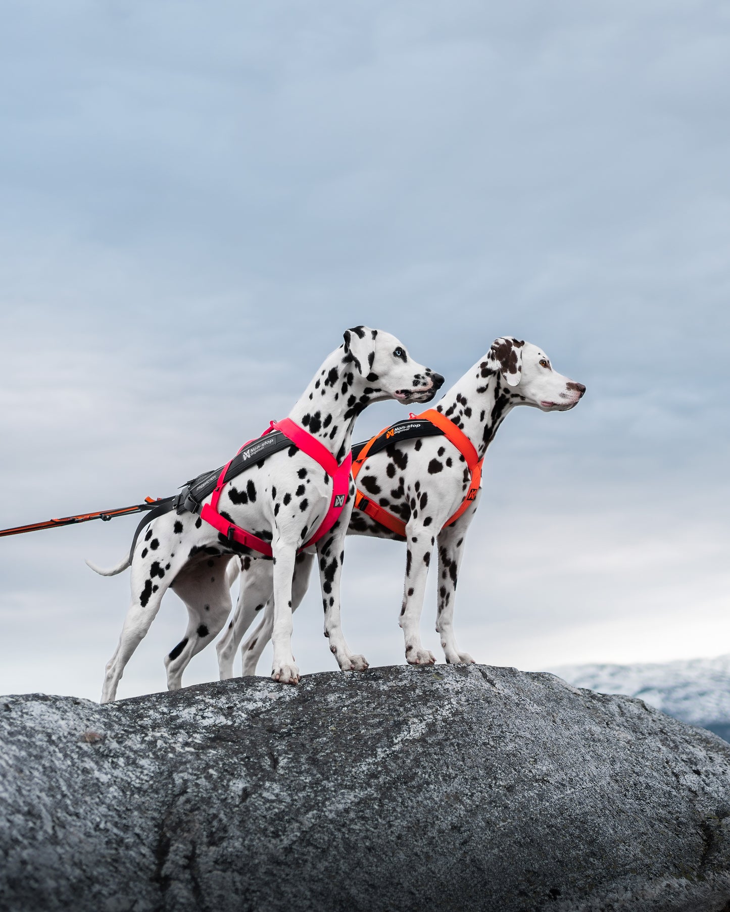 Non-stop dogwear - Freemotion harness 5.0