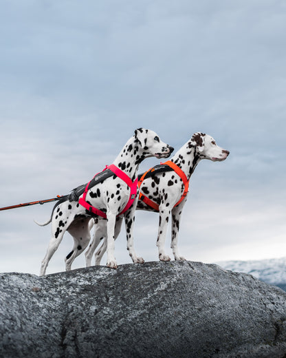 Non-stop dogwear - Freemotion harness 5.0