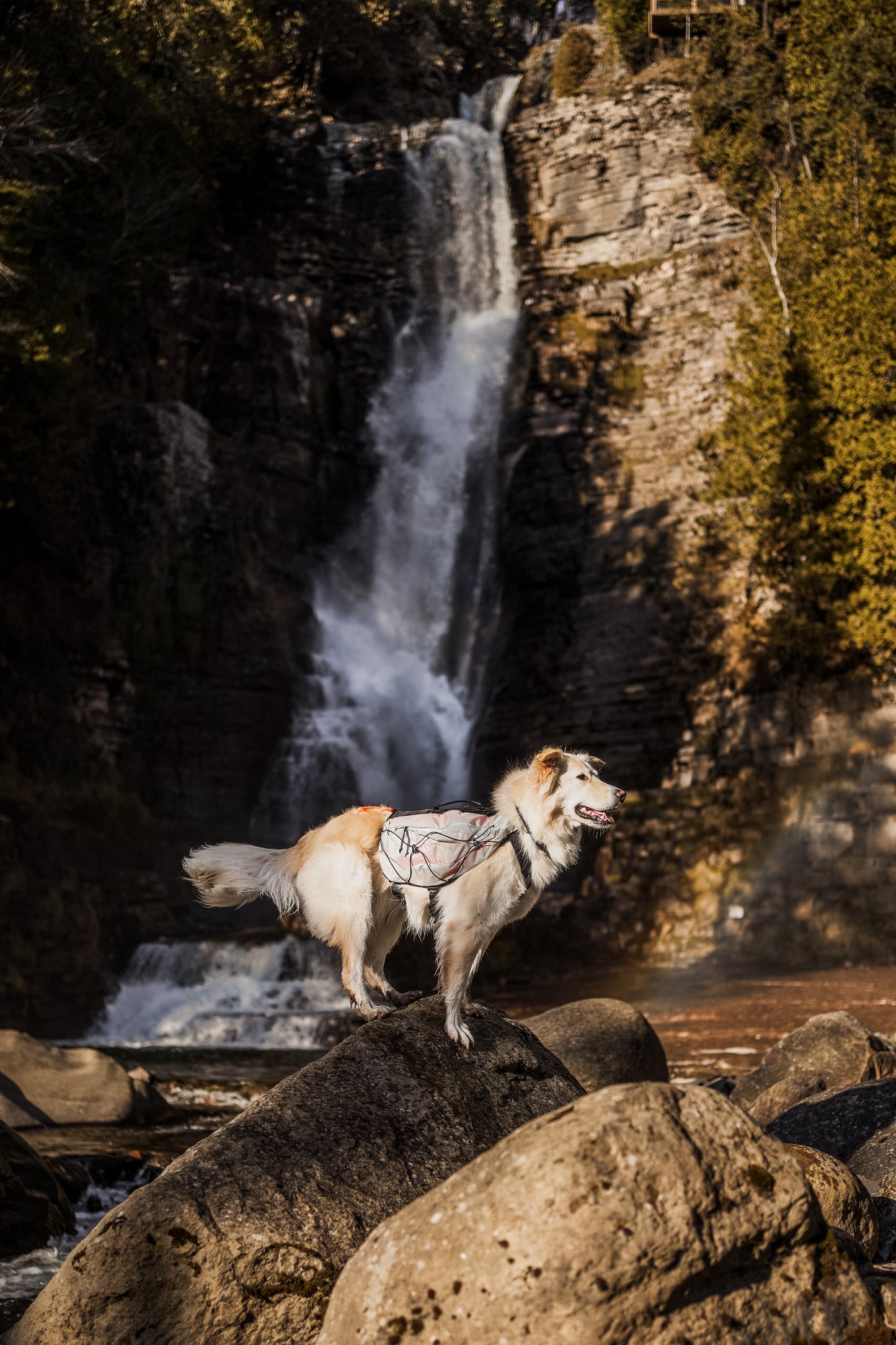 Non-stop dogwear - Dog Backpack Trail Light