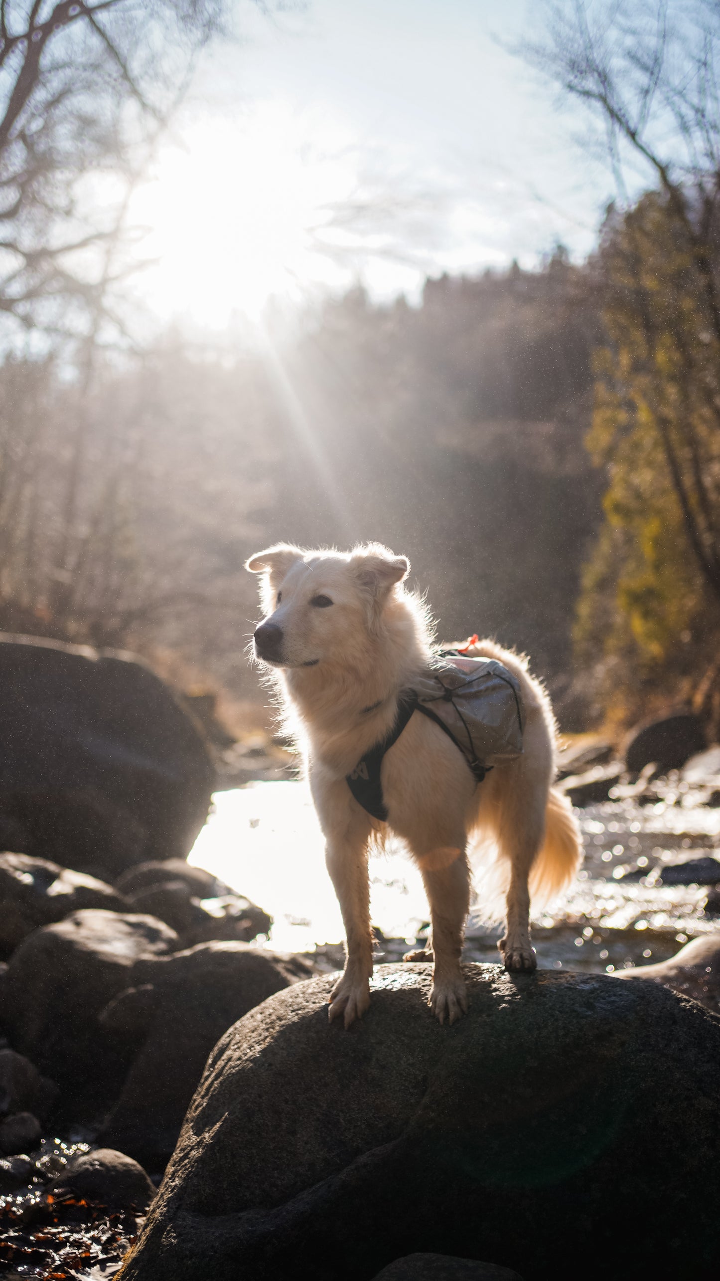 Non-stop dogwear - Dog Backpack Trail Light