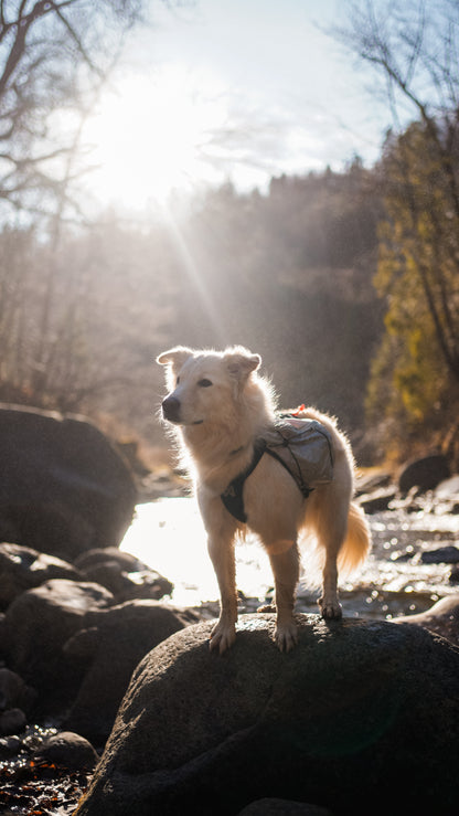 Non-stop dogwear - Dog Backpack Trail Light