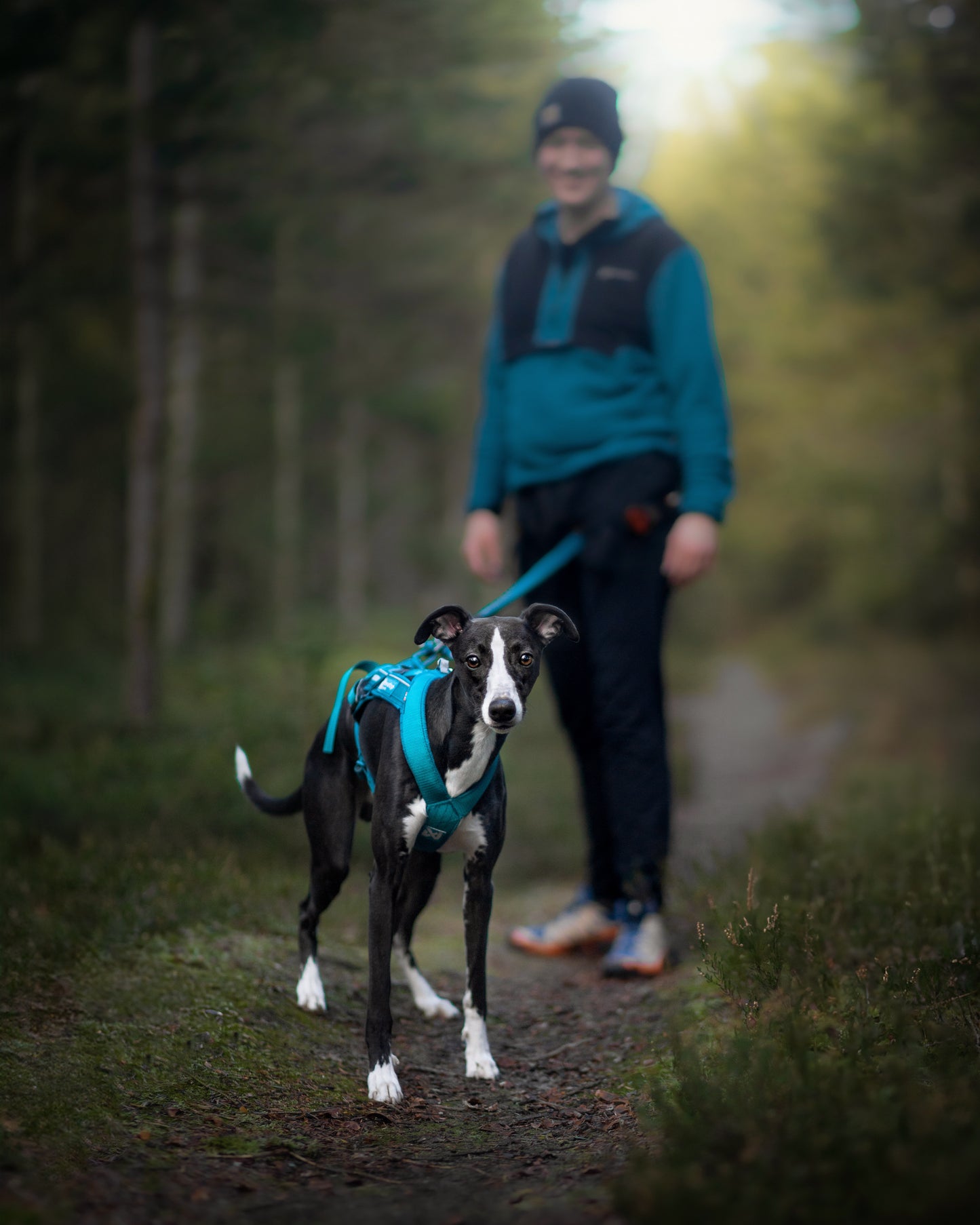 Non-stop dogwear - Freemotion harness 5.0