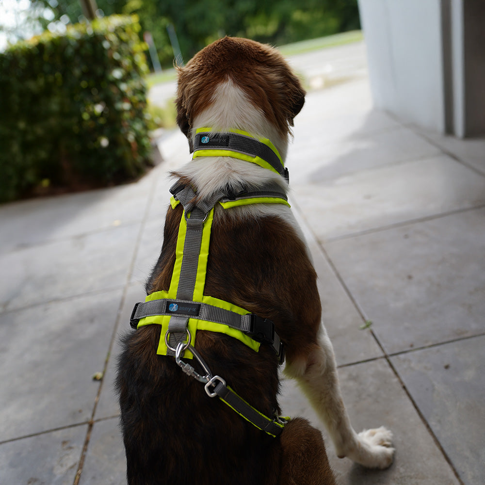 AnnyX Führleine Safety Protect